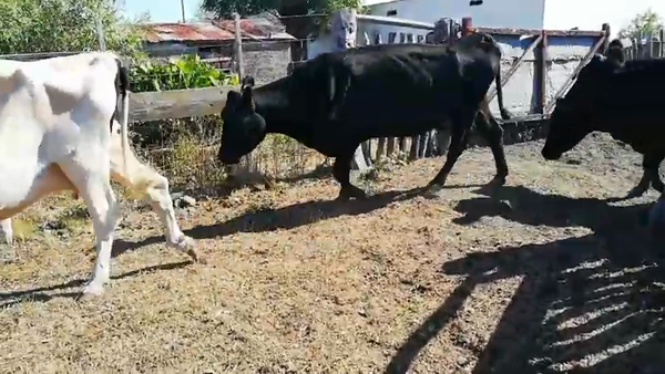 Lote 30 Vacas de invernar en Federal, Entre Ríos
