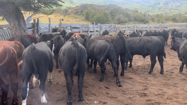 Lote 43 Ternero en Coyhaique, XI Región Aysén