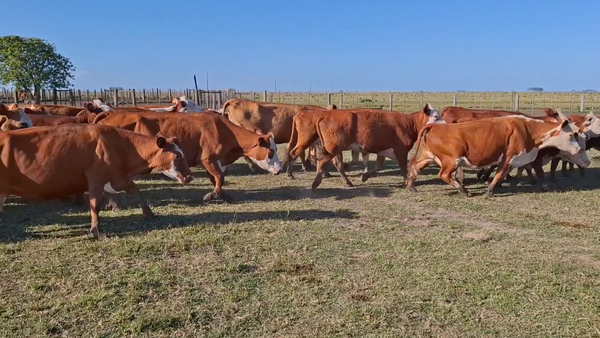 Lote 324 Piezas de cría en Treinta y Tres