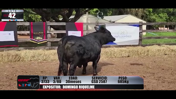 Lote Brangus a Campo Expo 2022 - Lote 42