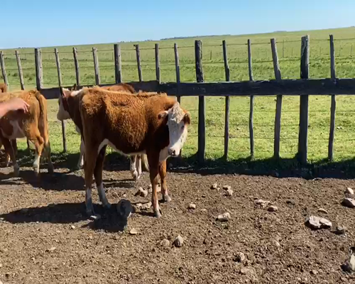 Lote 55 Vaquillonas en Paysandú