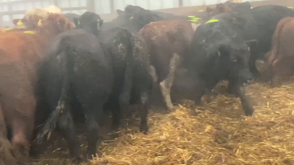Lote 25 Novillo Gordo en Río Bueno, XIV Región Los Ríos
