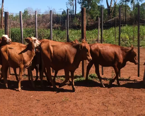 Lote 21 Terneros/as en San Carlos, Corrientes