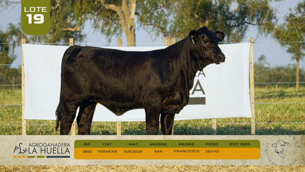 Lote LOTE 19