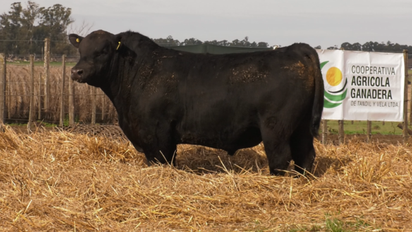 Lote TOROS PUROS POR CRUZA