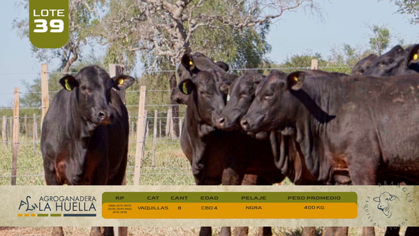 Lote LOTE 39