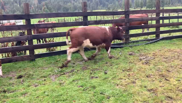 Lote 16 Ternero en XI Región Aysén, Cisnes