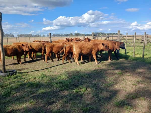 Lote 18 Terneros/as EN RAUCH