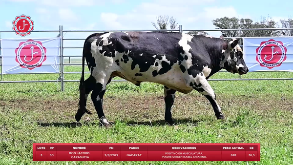 Lote Toros a remate en 8º Remate Anual - Estancia Romanza, Tacuarembó