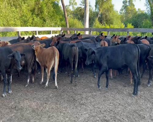 Lote 75 Terneras en Juan José Castelli, Chaco