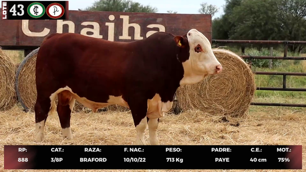 Lote LOTE 43