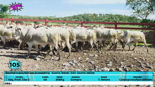 Lote LOTE 105
