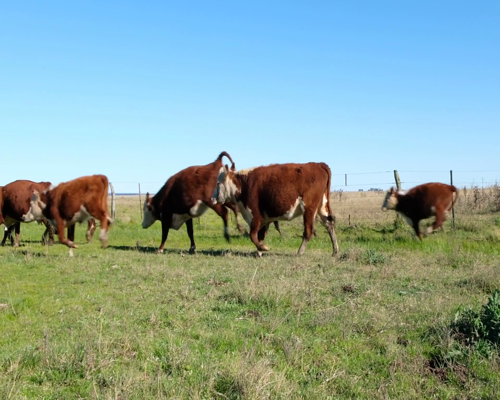 Lote Terneros/as Polled Hereford y Hereford en Olavarria, PBA.-