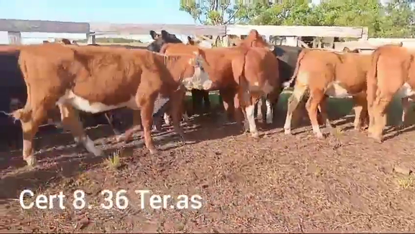 Lote TERNERAS
