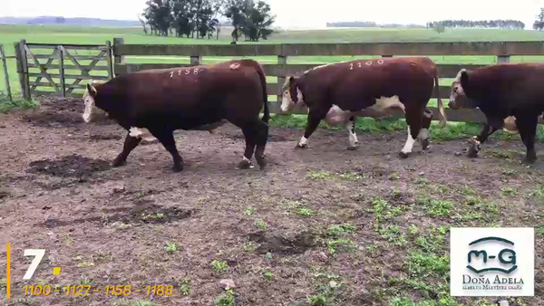 Lote 4 Toros Hereford Pi a remate en 3° Remate Doña Adela, Treinta y Tres