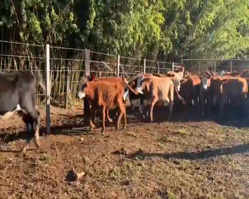 Lote 61 Terneras en Santo Tomé, Corrientes