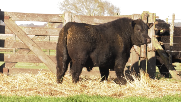 Lote TOROS PUROS POR CRUZA