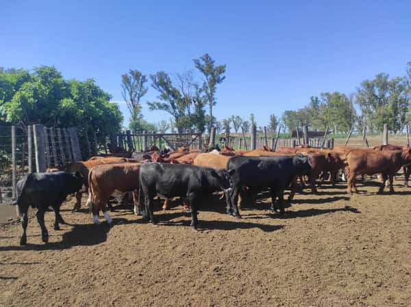 Lote 60 Terneros/as en San Francisco, Córdoba