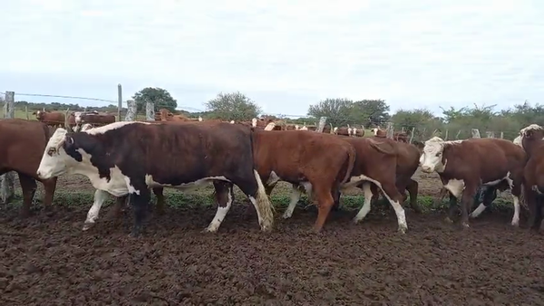 Lote 160 Novillos
