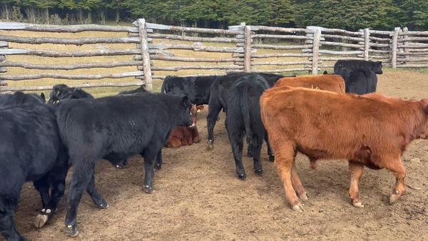 Lote 76 Ternero en Coyhaique, XI Región Aysén