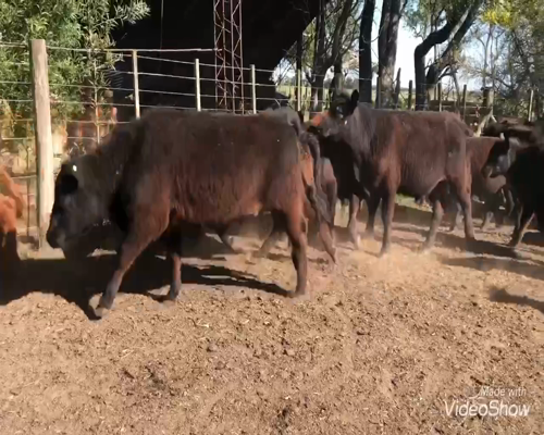 Lote 106 Terneros/as en Coronel Vidal, Buenos Aires