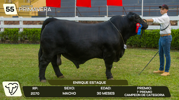 Lote LOTE 55