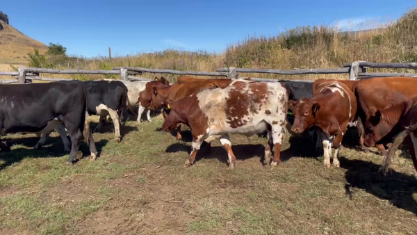 Lote 20 Novillo Engorda en Coyhaique, XI Región Aysén