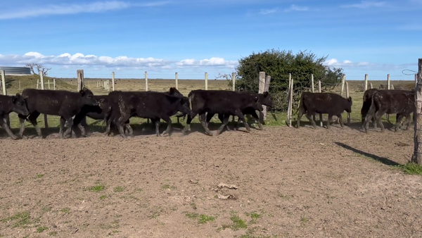 Lote 309 Terneras en Costas de Ayala, Treinta y Tres