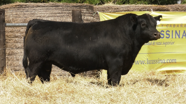 Lote TOROS ABERDEEN ANGUS PP "RAFA" y "CHOCORI"