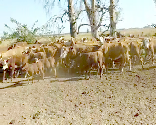 Lote 37 Vacas CUT  en Goya, Corrientes