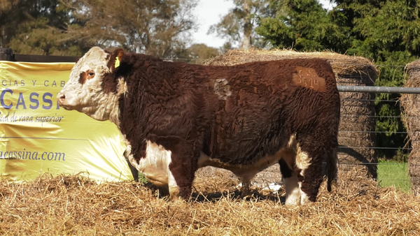 Lote TOROS P. HEREFORD PURO REGISTRADO