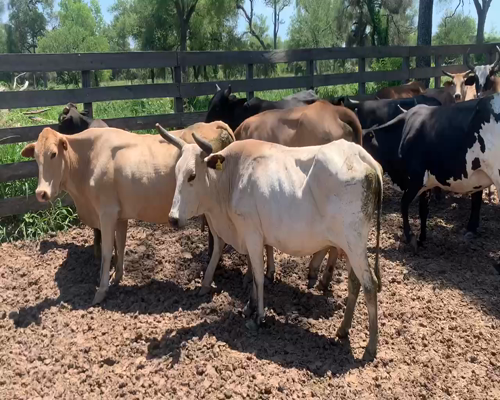 Lote 30 Vacas en Juan José Castelli, Chaco