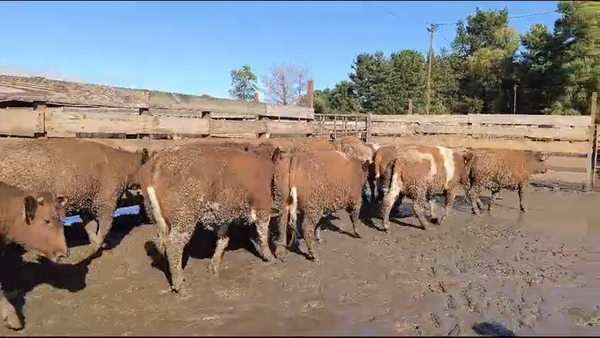 Lote 20 Vaquilla Gorda en Los Ángeles, VIII Región Biobío