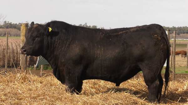 Lote TOROS PUROS POR CRUZA