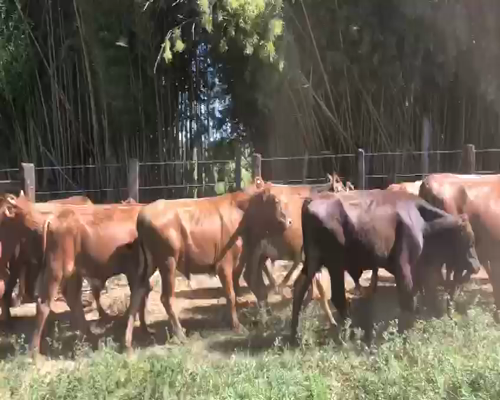Lote 145 Terneros en Santo Tomé, Corrientes