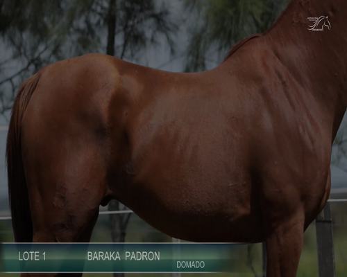 Lote BARAKA PADRON