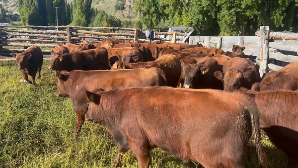 Lote 46 Ternero en Coyhaique, XI Región Aysén