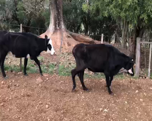 Lote 25 Vacas de Invernada en Artigas