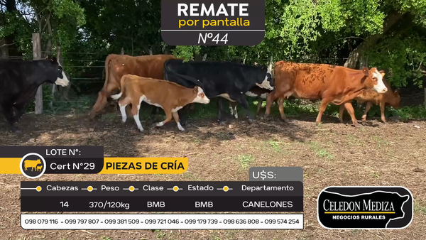 Lote 14 Piezas de cría en Otra Localidad, Canelones