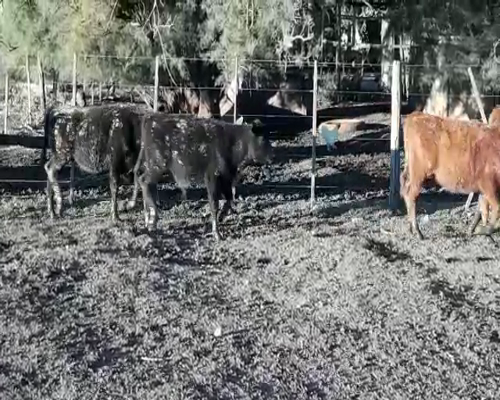Lote 11 Terneros/as en Huanguelen, Buenos Aires