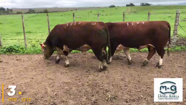 Lote 2 Toros Hereford Pi a remate en 3° Remate Doña Adela, Treinta y Tres