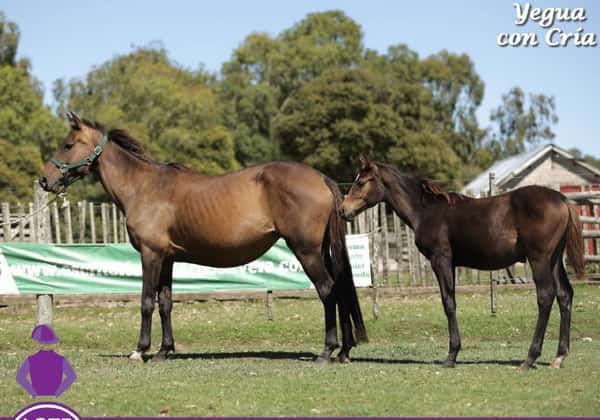 Lote LA CAMPANITA