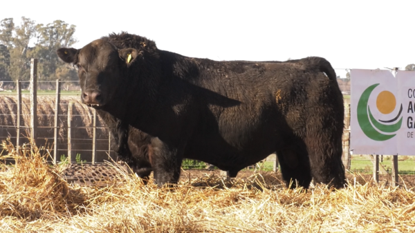 Lote TOROS PUROS DE PEDIGREE