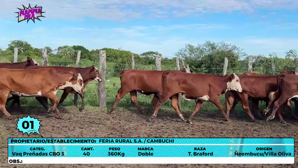 Lote LOTE 1