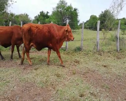 Lote 42 Vacas en Federal, Entre Ríos