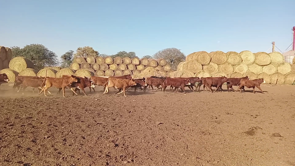 Lote 107 Terneros/as Braford, Brangus y sus cruzas en Cululú, Santa Fe