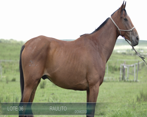 Lote RAULITO