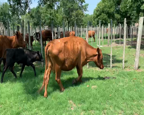 Lote 4 Piezas de cría en Melo, Cerro Largo