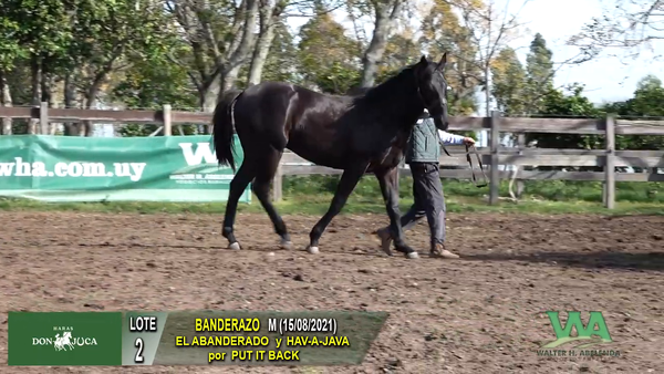 Lote BANDERAZO