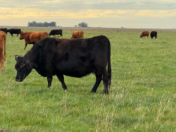 Lote 70 Vacas medio uso C/ gtia de preñez en Buenos Aires, Gral. Madariaga